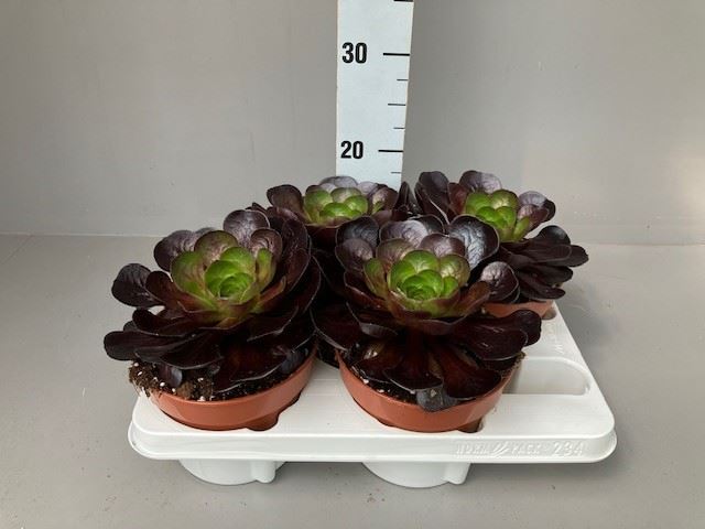 Sempon Destiny 15Ø 20cm