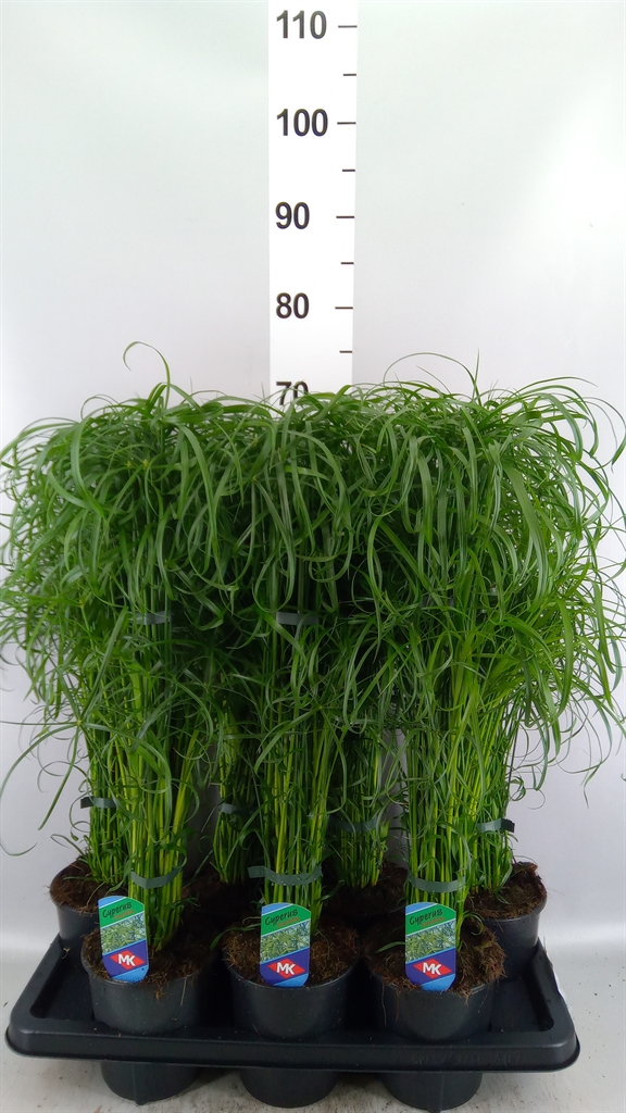 Cyperus Alternifol 14Ø 55cm