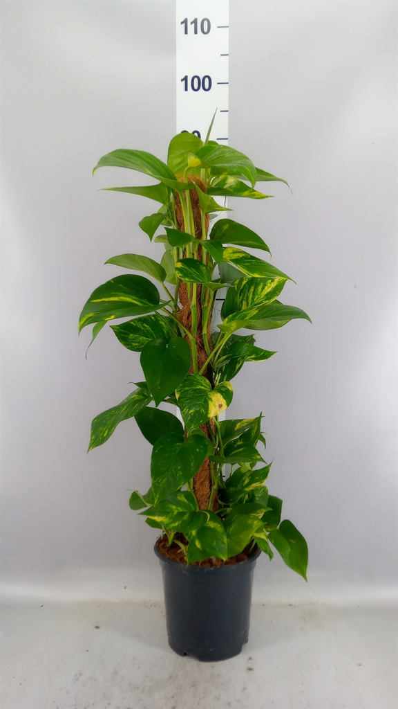 Epipremnum Moss Stick 19Ø 80cm