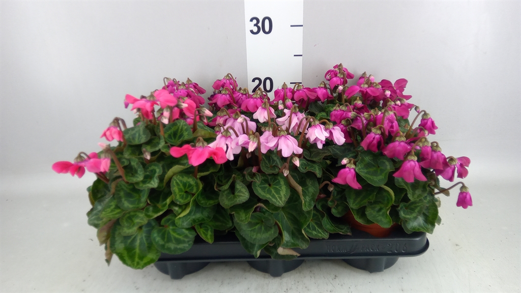 Cyclamen Super Serie Pettico 10Ø 20cm