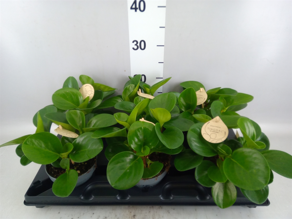 Peperomia Obtusifolia Green Gold 12Ø 30cm