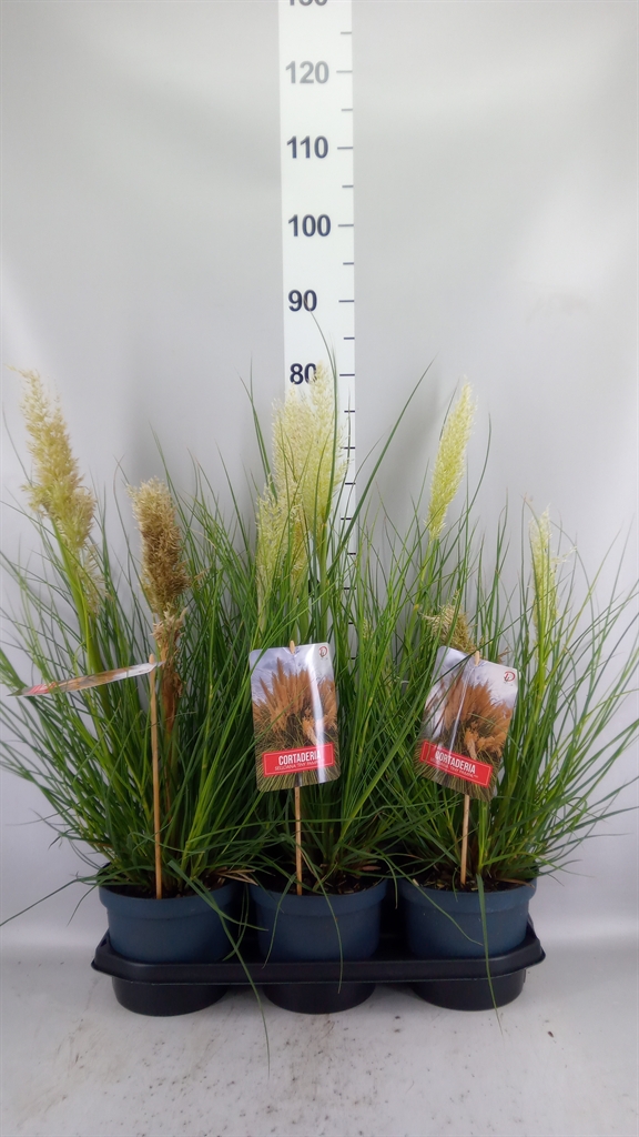 Cortaderia Tiny Pampa 19Ø 60cm
