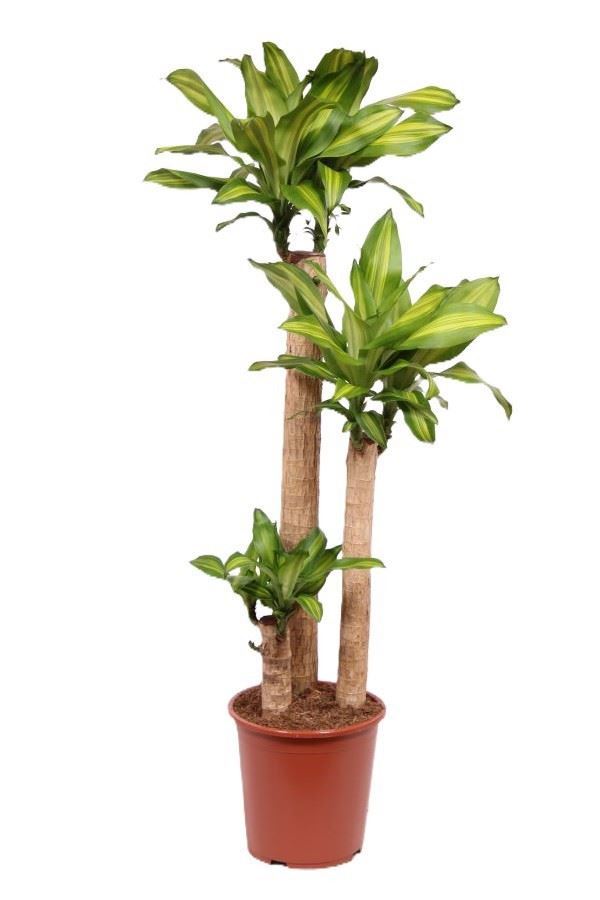 Dracaena Massangeana 27Ø 150cm