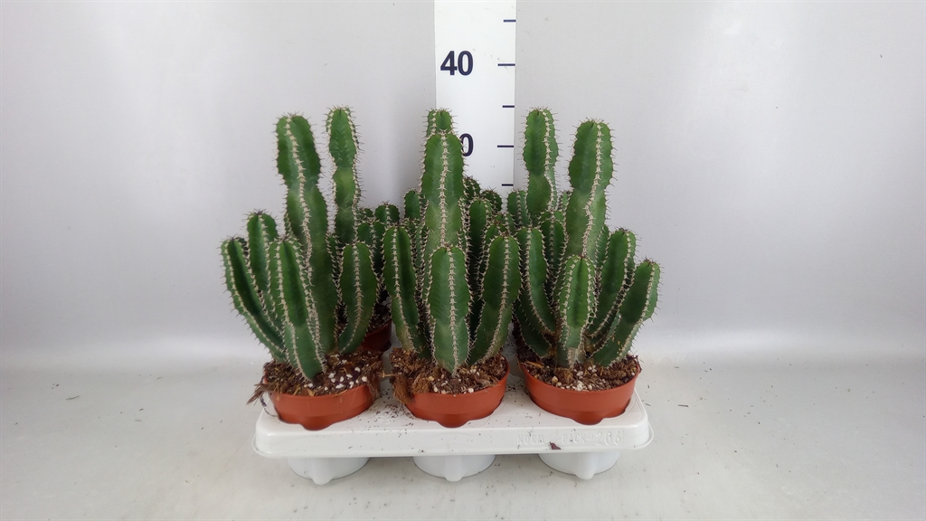 Euphor Succulenten 15Ø 40cm
