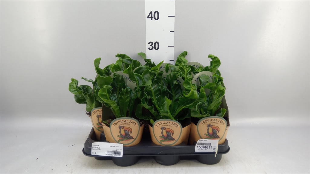 Asplenium Nidus 11Ø 40cm