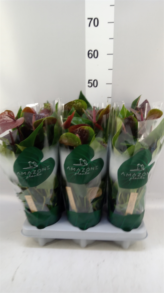 Anthurium Essencia 12Ø 35cm