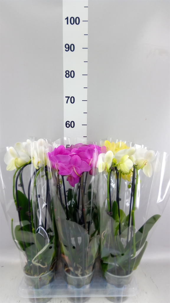 Phalaenopsis Cascade 12Ø 45cm 2st