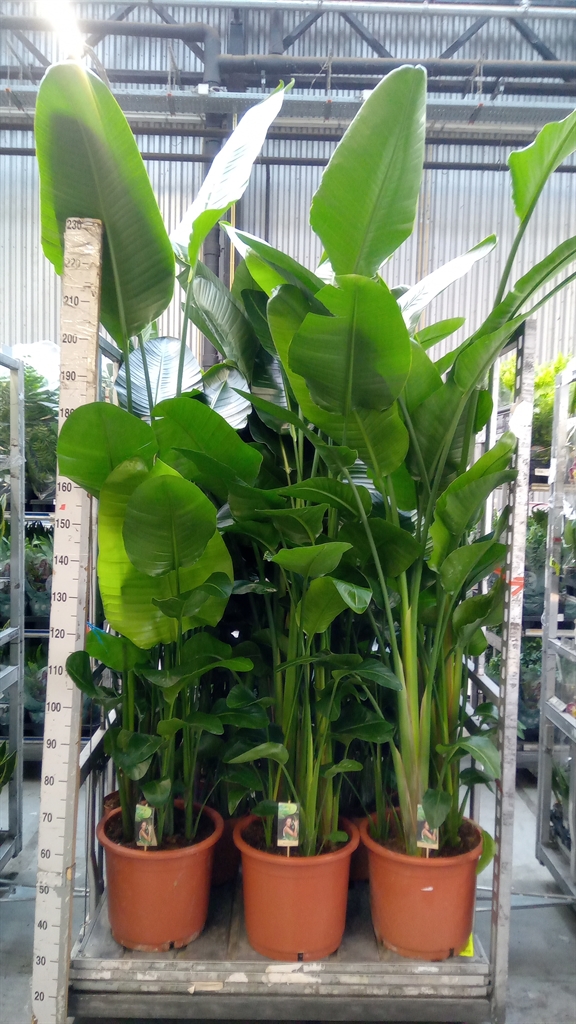 Strelitzia Nicolai 39Ø 200cm