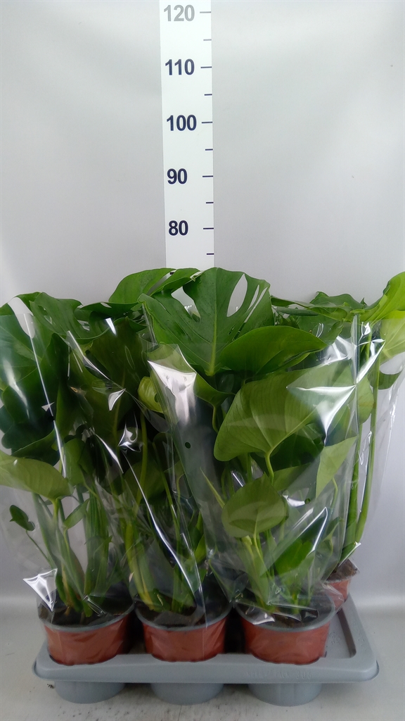 Monstera Deliciosa 17Ø 65cm