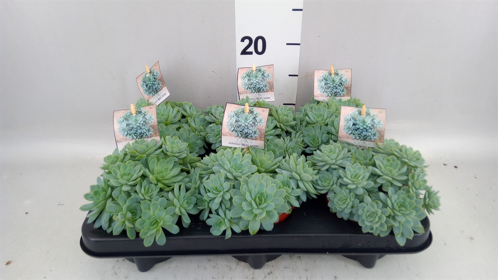Echeveria Elegans 11Ø 15cm