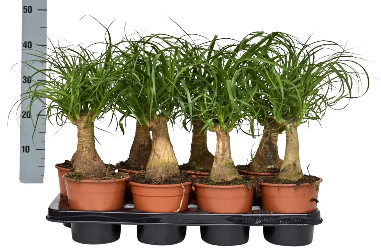 Beaucarnea Recurvata 14Ø 40cm