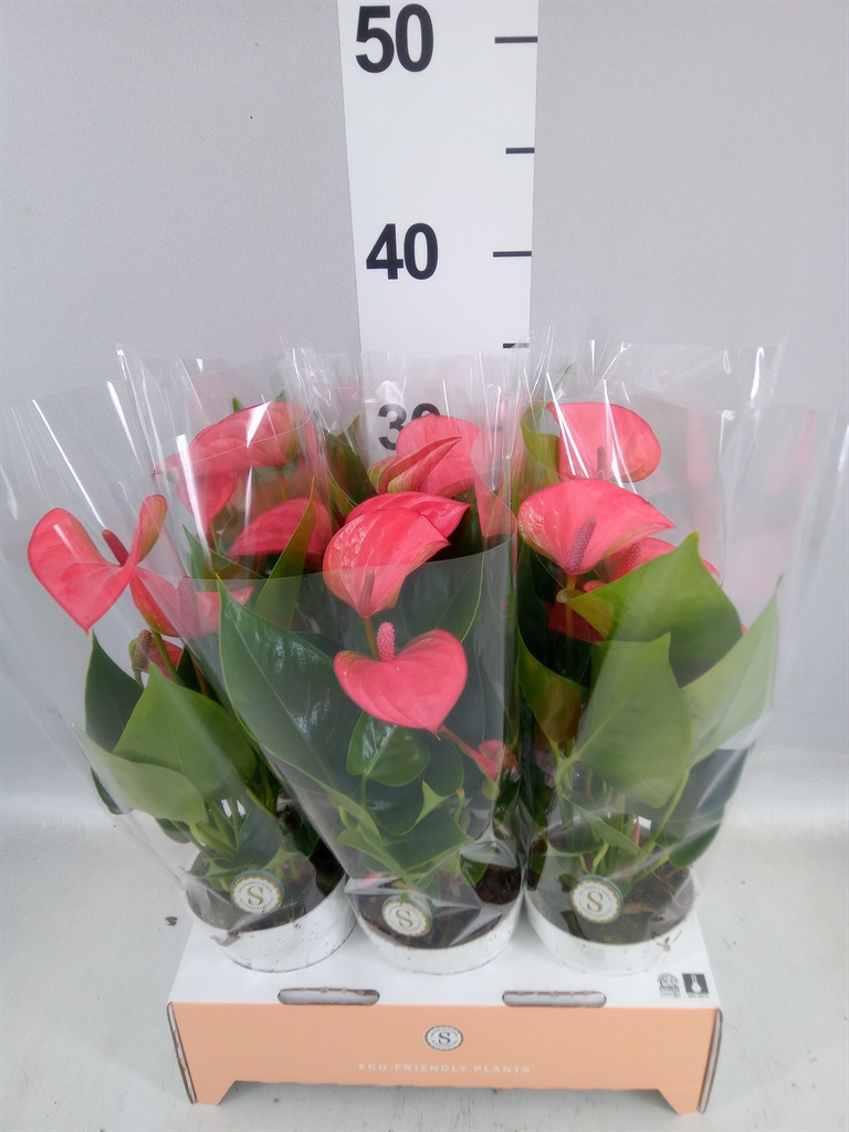 Anthurium Pink Champion 9Ø 30cm