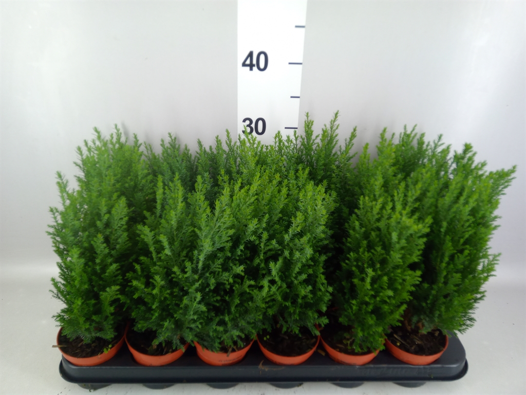 Chamaecyparis Ellwoodii 9Ø 30cm