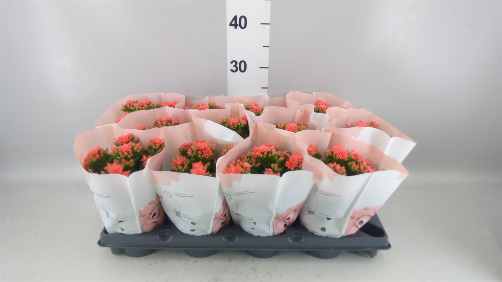 Kalanchoe Double More Flowers Augusta 10Ø 25cm