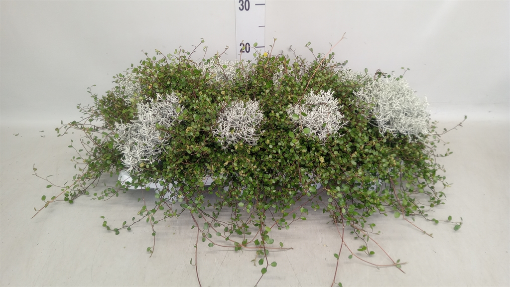 Leucophyta Brownii 11Ø 20cm