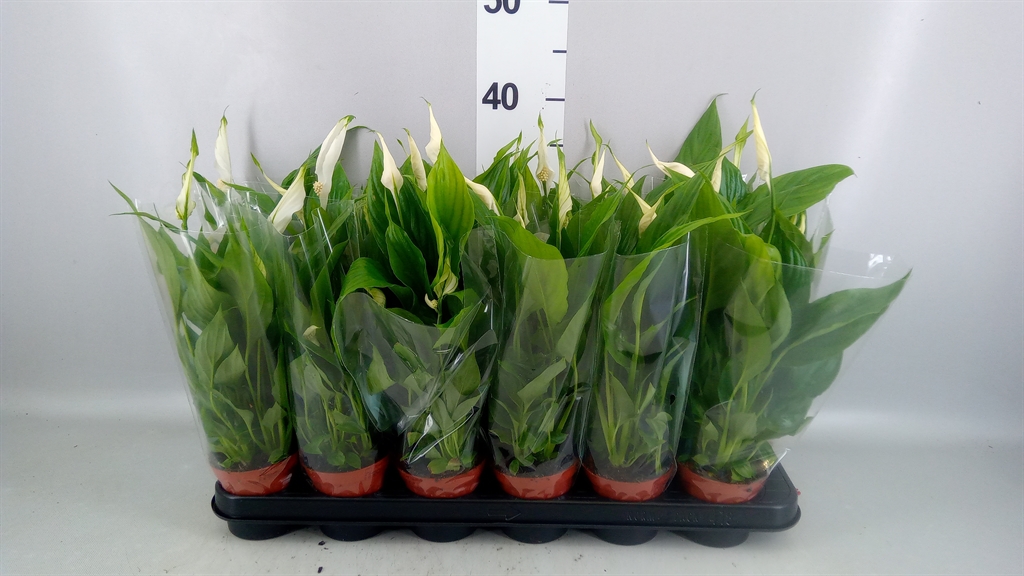 Spathiphyllum Chopin 9Ø 30cm