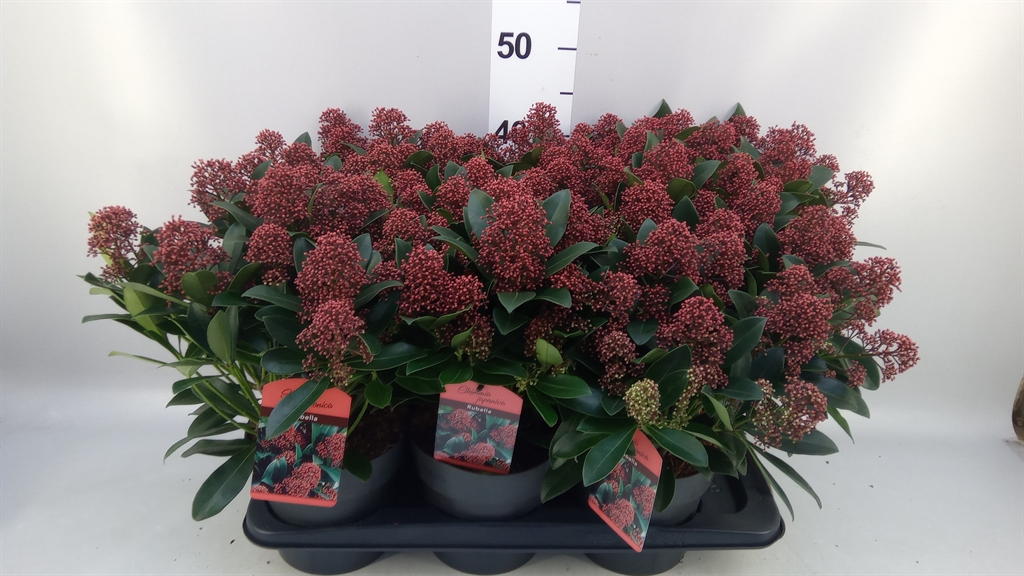 Skimmia Jap Rubella 17Ø 50cm