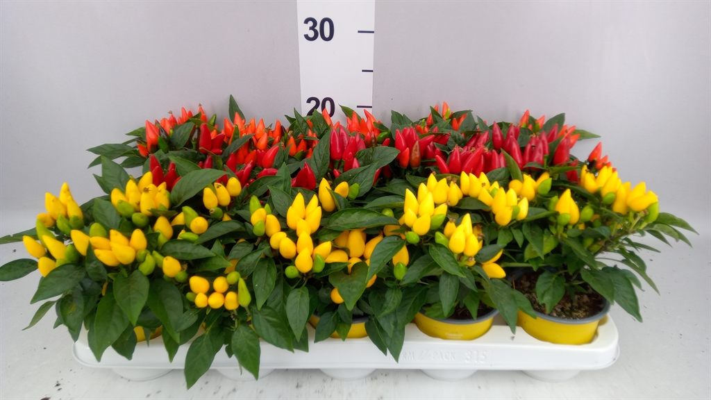 Capsicum Salsa Mix 10Ø 20cm