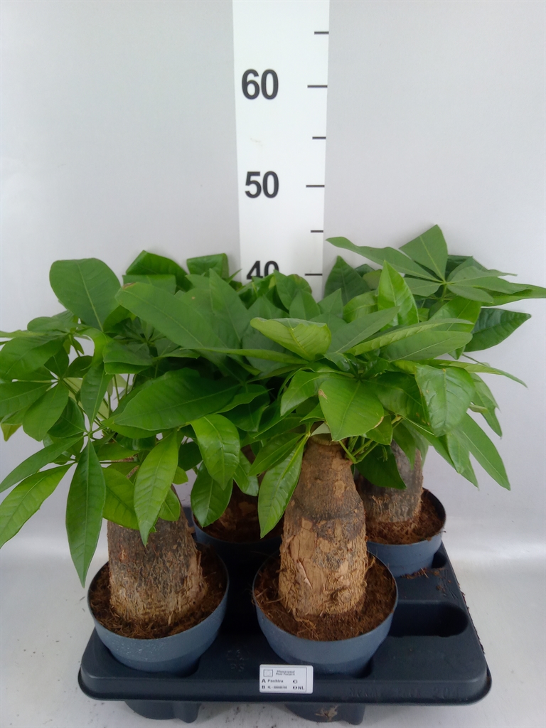 Pachira Aquatica 14Ø 45cm
