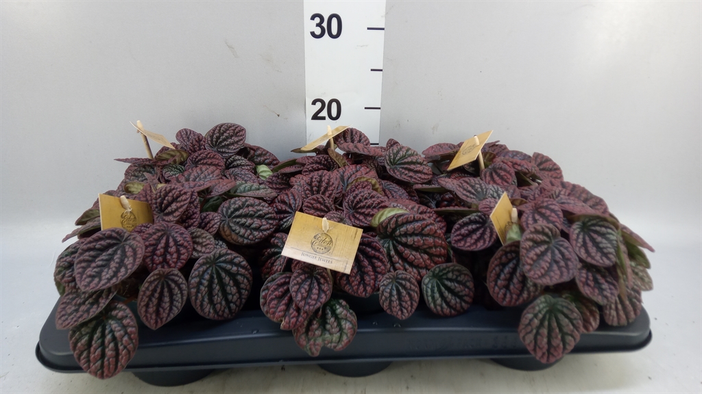 Peperomia Albovittata Mistique 12Ø 20cm