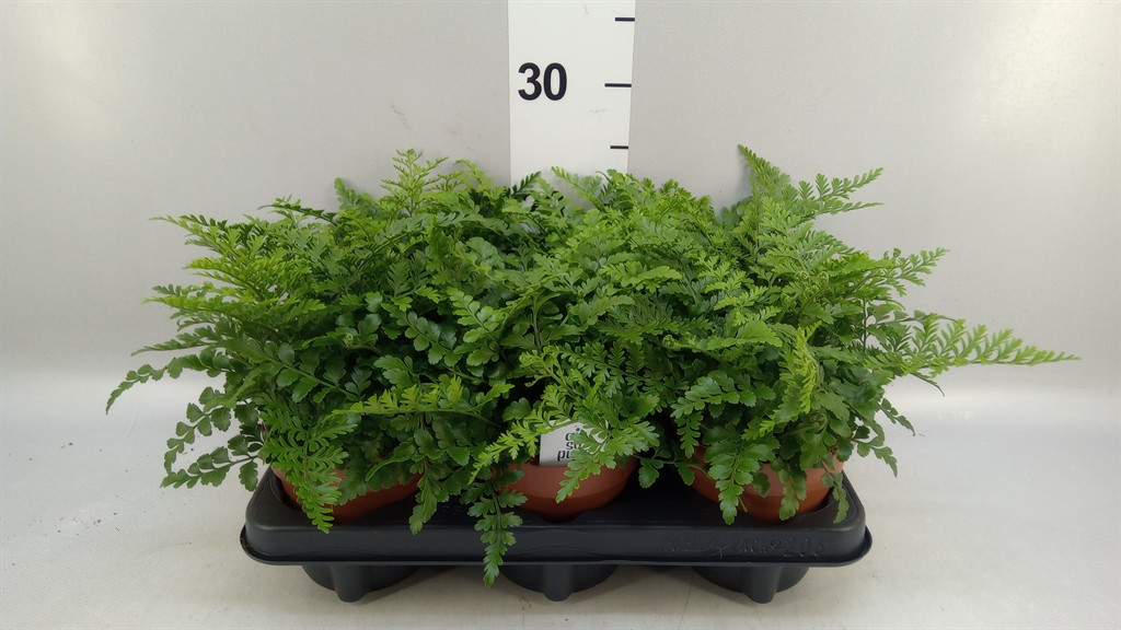 Asplenium Parvati 12Ø 25cm