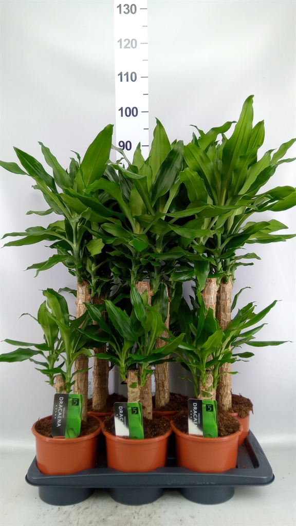 Dracaena Steudneri 17Ø 85cm