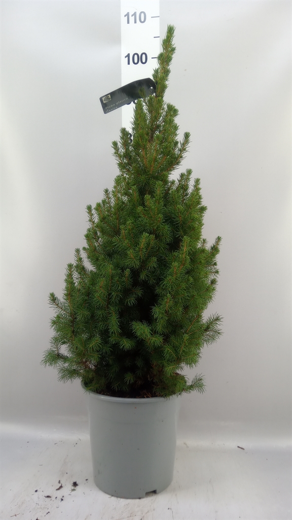 Picea Conica 24Ø 95cm