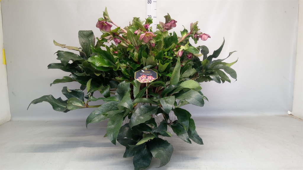Helleborus Hgc Ice N' Roses Red 29Ø 50cm
