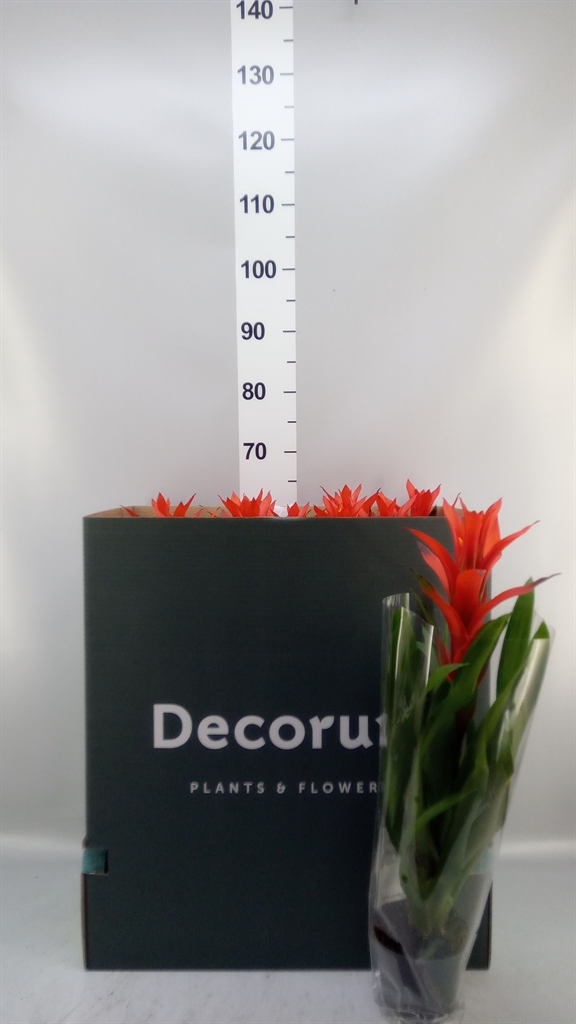 Guzmania Ostara 13Ø 65cm