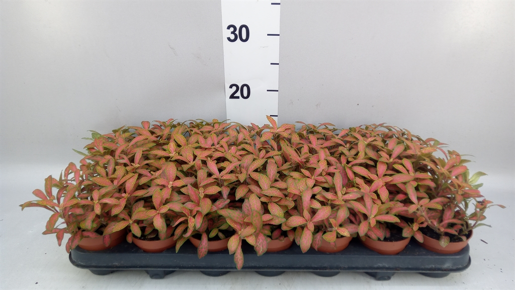 Fittonia Mosaic Skeleton 8Ø 12cm