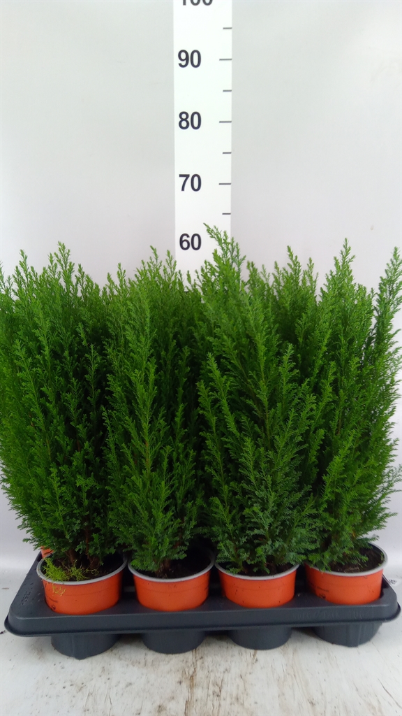 Chamaecyparis Ellwoodii 13Ø 48cm