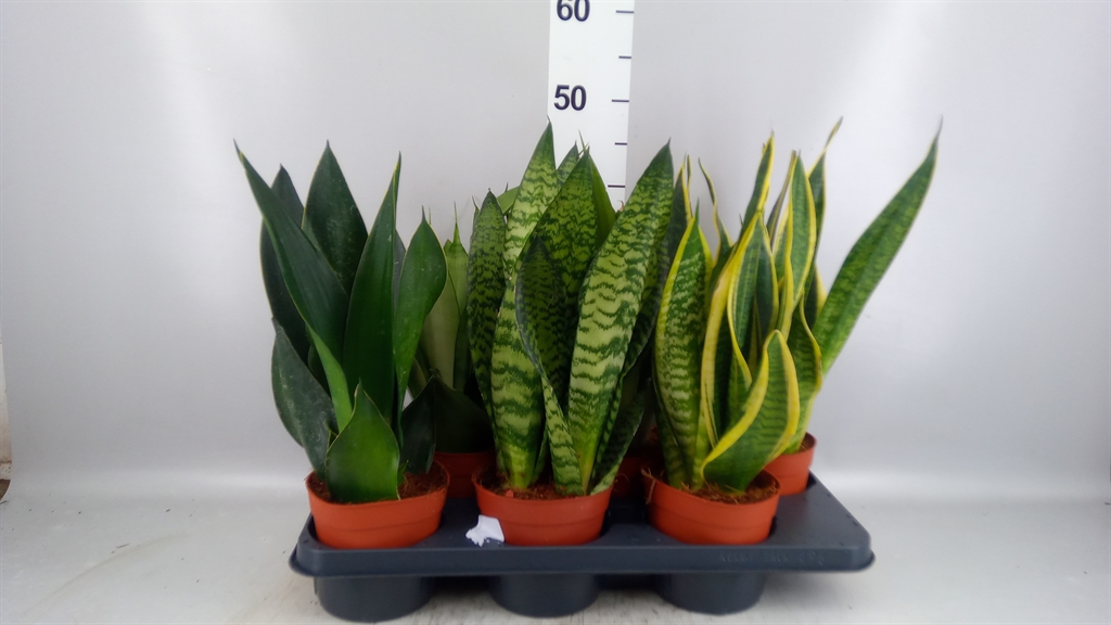 Sansev Overig 14Ø 45cm