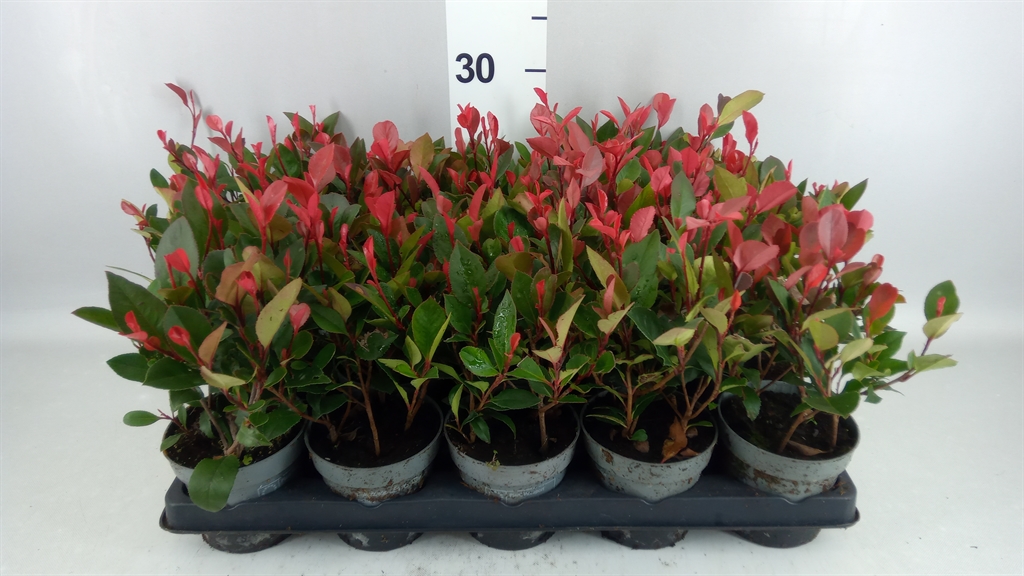 Photinia Little Red Robin 11Ø 32cm