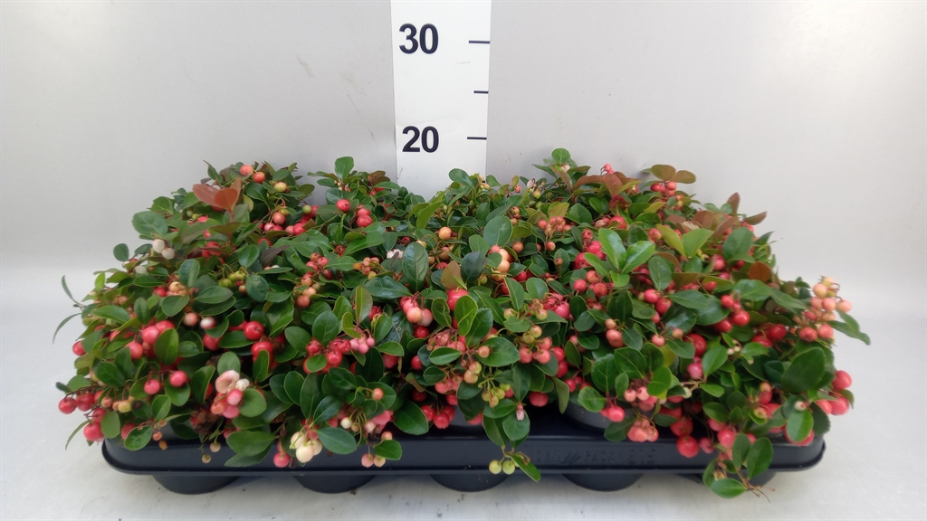 Gaultheria Big Berry 10Ø 20cm