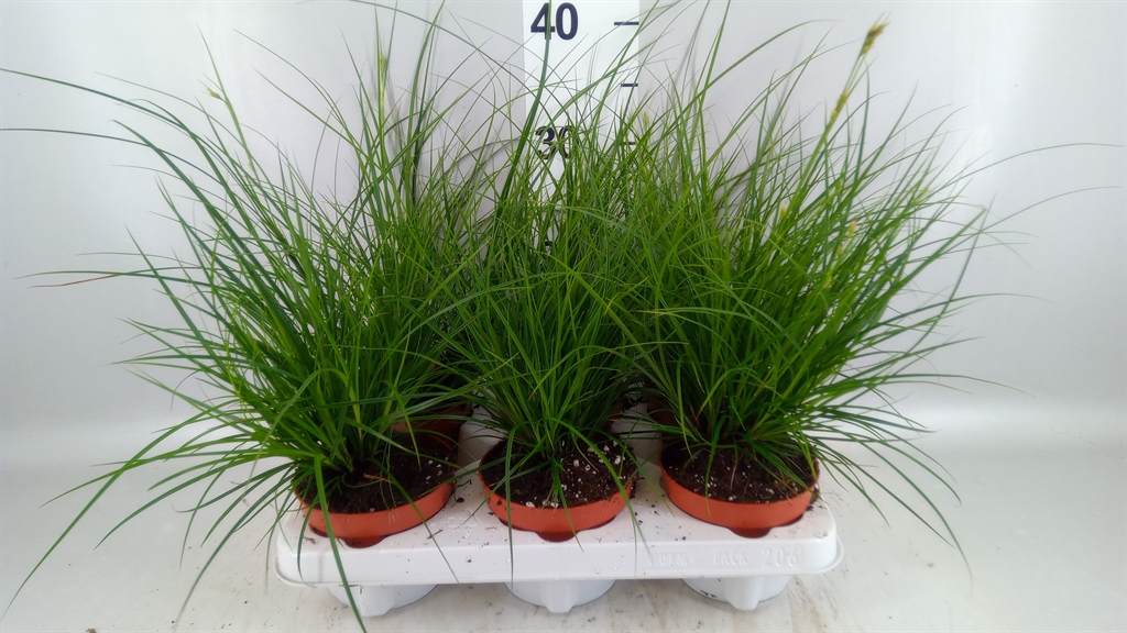 Carex Brunnea 12Ø 25cm