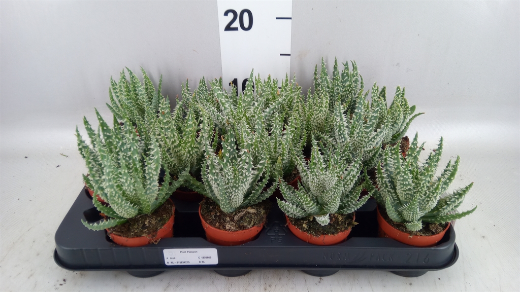 Aloe Humilis 7Ø 10cm