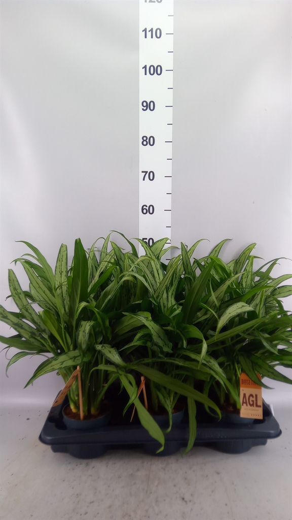 Aglao Cutlass 12Ø 40cm