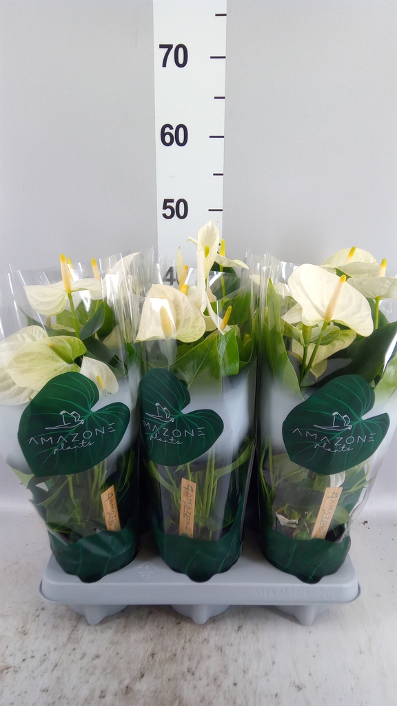 Anthu A Samora 12Ø 35cm