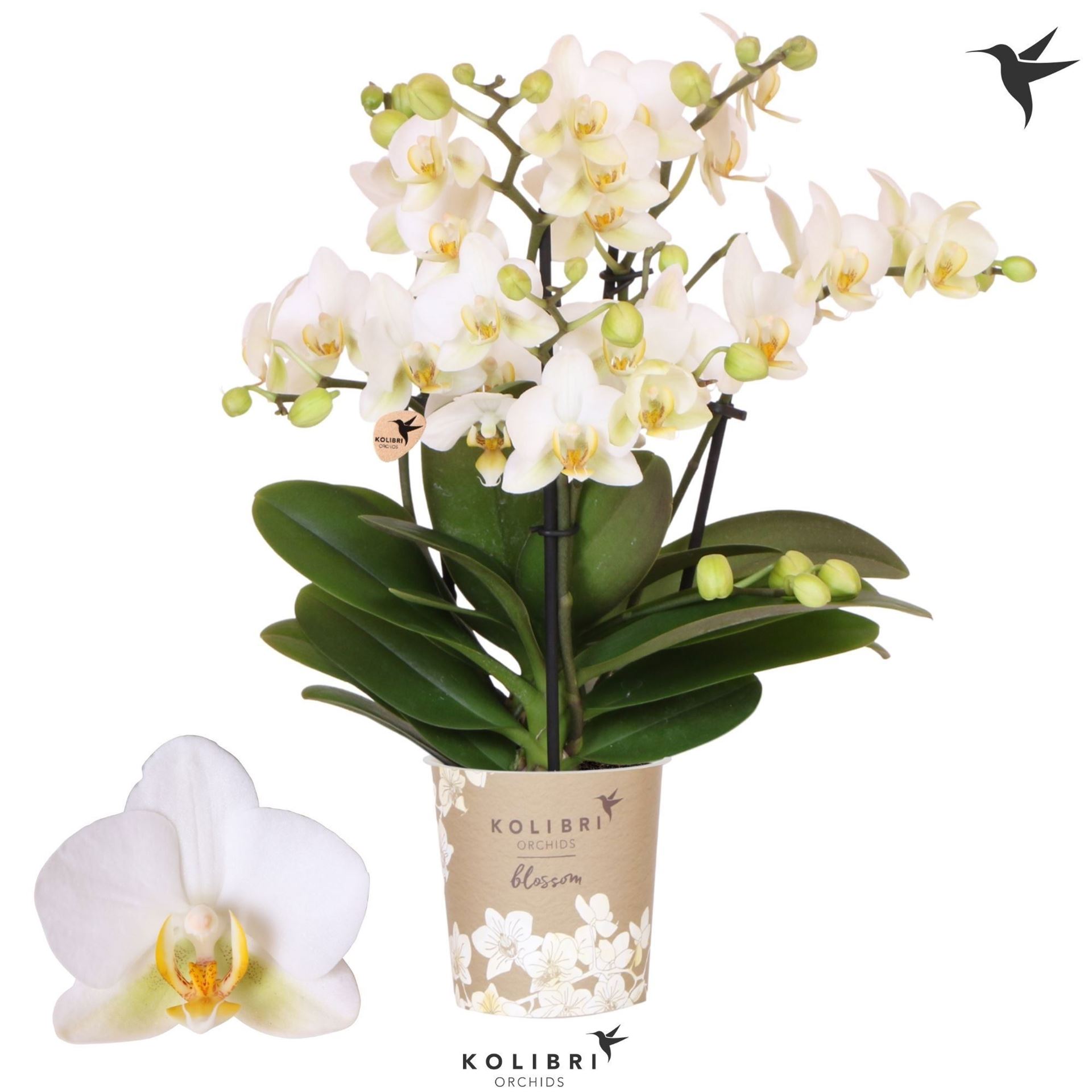 Phalaenopsis Multiflora Lausanne 12Ø 40cm 4st