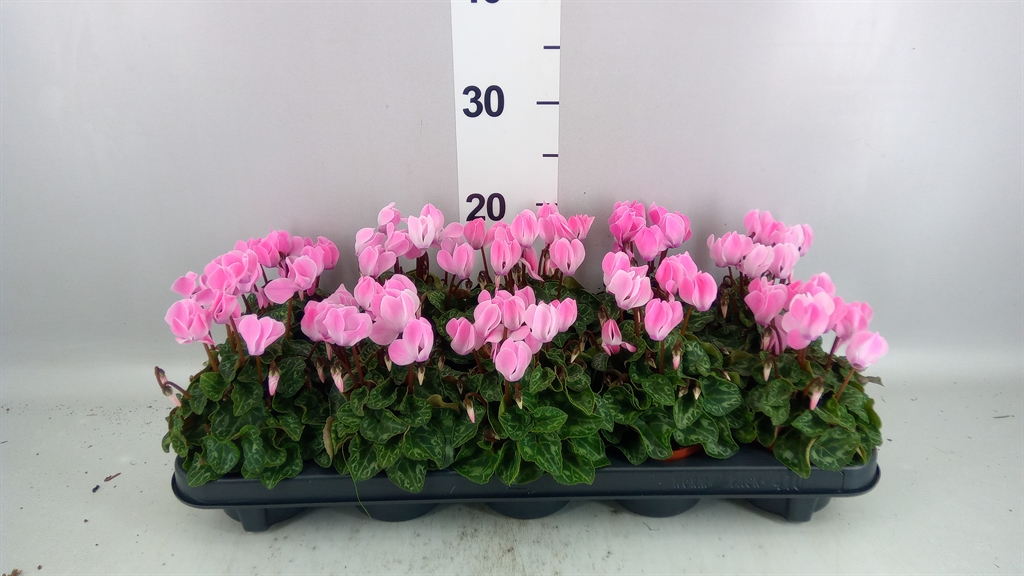 Cyclamen Mini Super Serie Veranda Selections 9Ø 18cm
