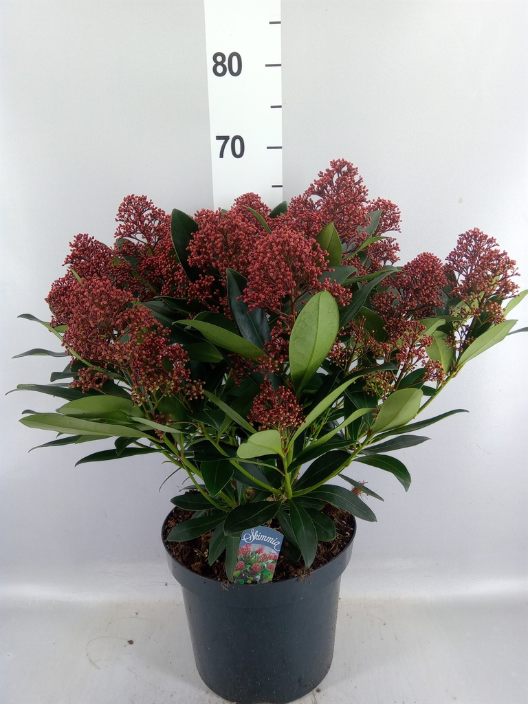 Skimmia Jap Rubella 26Ø 60cm