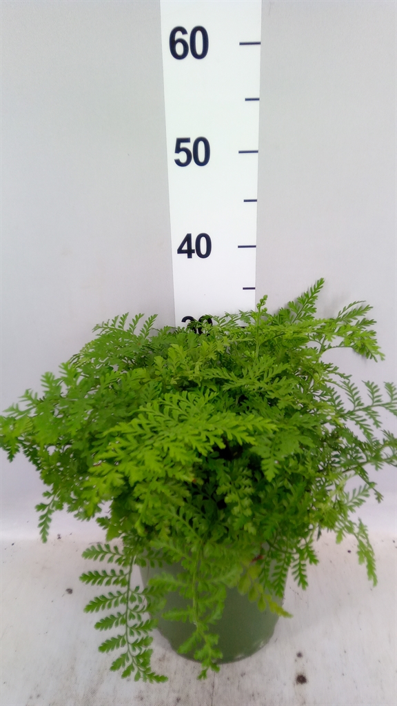 Asplenium Parvati 21Ø 50cm