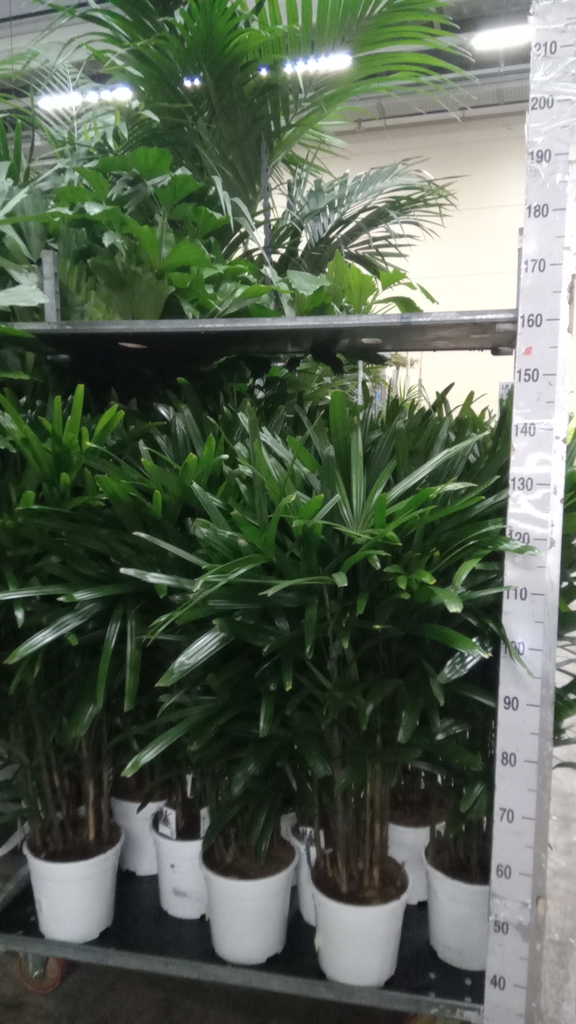 Rhapis Excelsa 24Ø 140cm