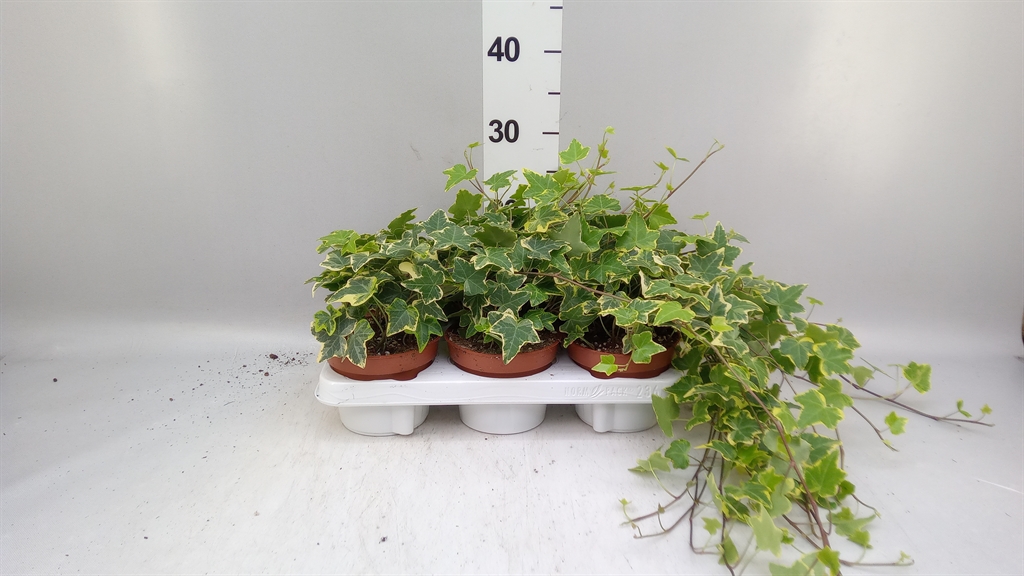 Hedera Helix Yellow Farigata Mix 13Ø 30cm