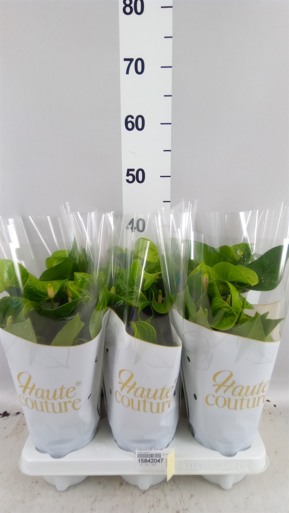 Anthurium Smaragd 12Ø 40cm