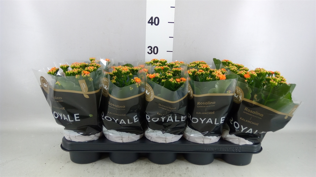 Kalanchoe Double Rosalina Don Pedro 12Ø 27cm