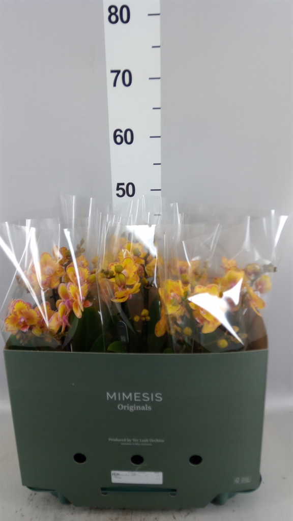 Phalaenopsis Multiflora Limpopo 12Ø 40cm 2st