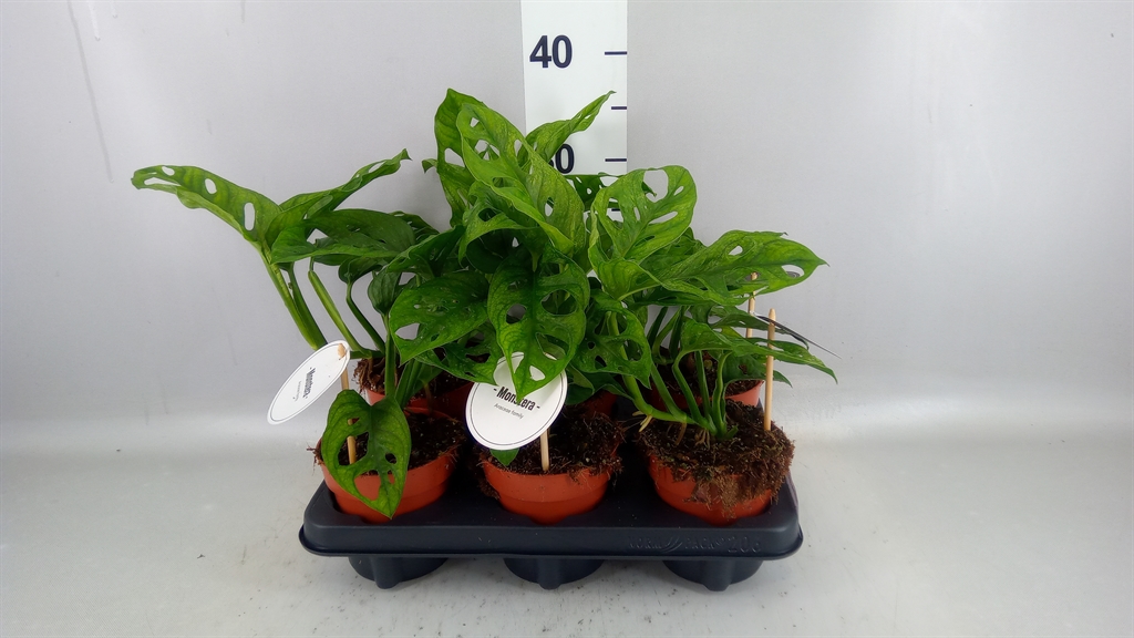 Monstera Adansonii 12Ø 30cm