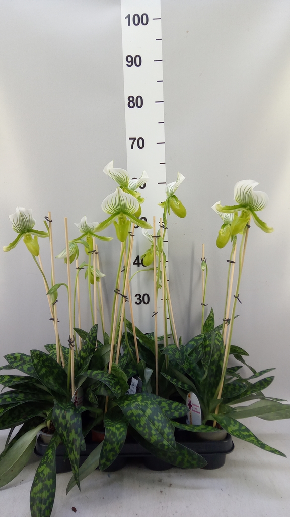 Paph Maudiae Gemengd 9Ø 40cm