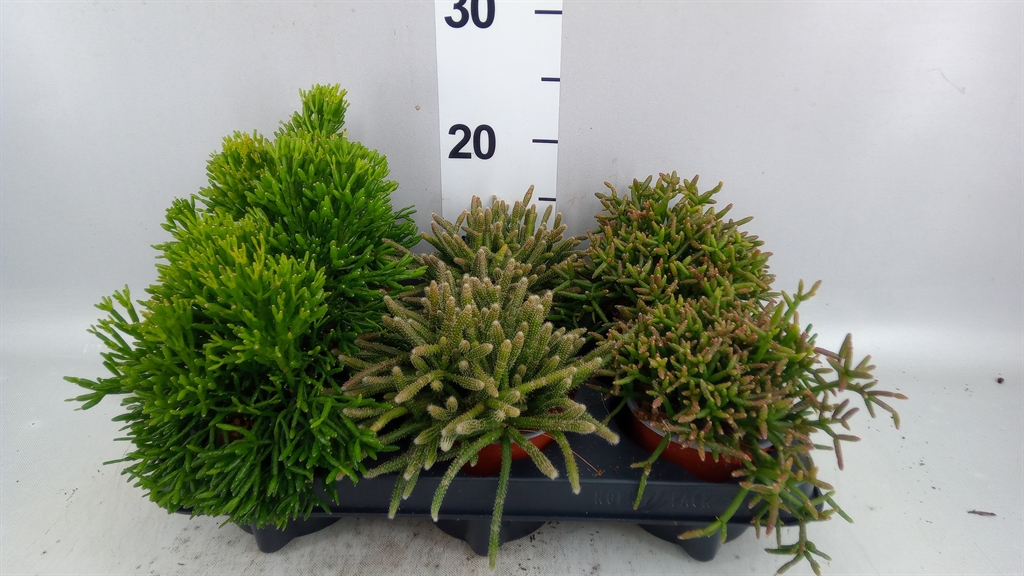 Rhipsalis Gemengd 510Ø 15cm